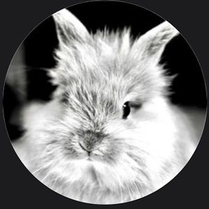 Meet your Posher, Bunny